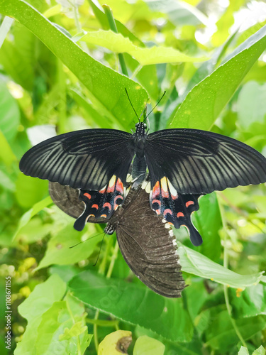 Close-Up of Two Black Butterflies Mating in a Lush Jungle Setting