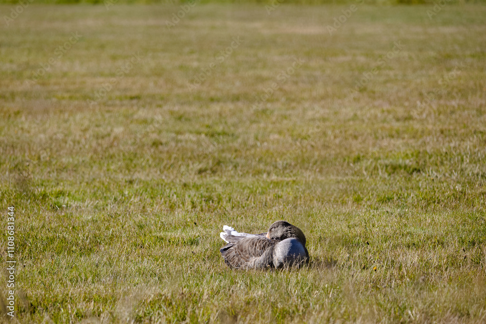 Fototapeta premium A duck is laying in the grass