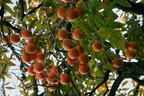 Japanese persimmon (Diospyros kaki ). Japan photo