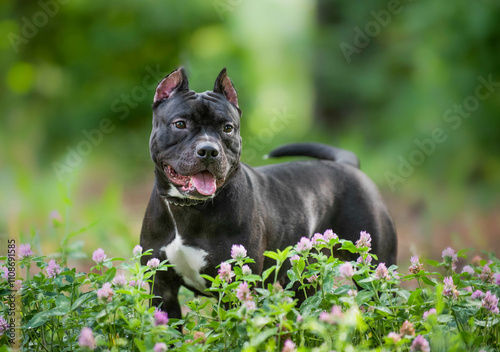 Pit bull black on the street in the summer posing against the backdrop of a green park