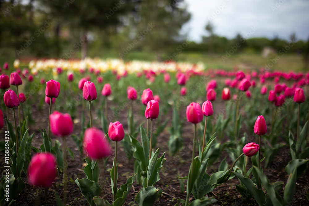 Fototapeta premium Field of blooming pink tulips.