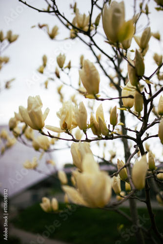 Beautiful white magnolia flower with fresh odor