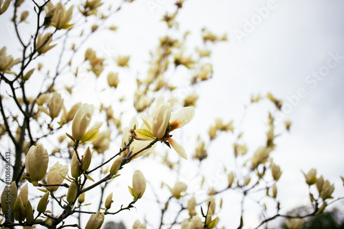Beautiful white magnolia flower with fresh odor