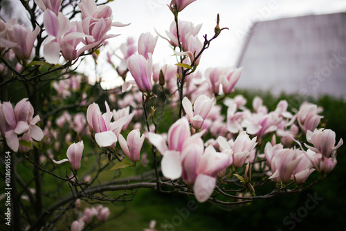 Pink magnolia branches in a botanical garden.