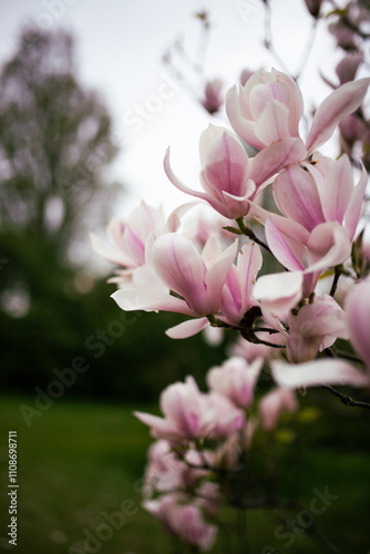 Close up of pink magnolia branches in a botanical garden.
