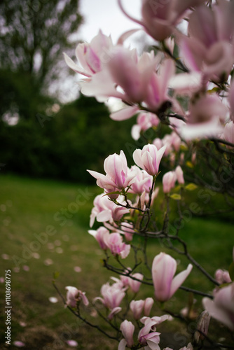 Close up of pink magnolia branches in a botanical garden.