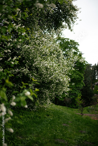 Blooming tree with many tiny white flowers on its branches in the garden.
