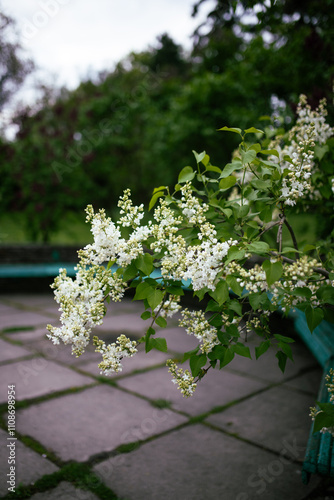 Close up of white syringa