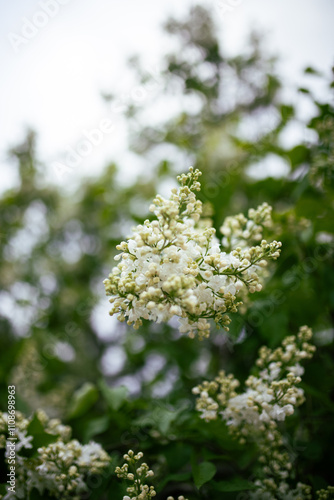 Close up of white syringa