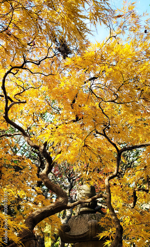 日本の風景・日本の四季・日本の秋・紅葉／Japanese scenery, Japan's four seasons, Japan's autumn, autumn leaves／일본의 풍경 · 일본의 사계절 · 일본의 가을 · 단풍