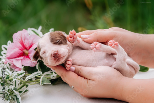 small white puppy with brown spots with closed eyes, 2 weeks old in the arms of the owner against the backdrop of a green garden surrounded by flowers photo