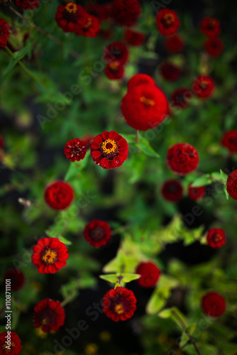 Close up of red flowers.