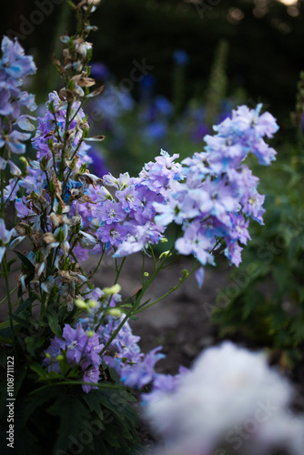 Blue and purple delphinium in the garden outside.