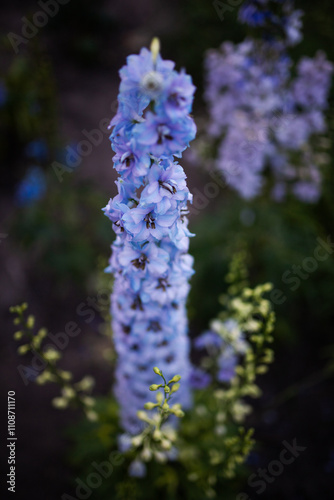 Blue and purple delphinium in the garden outside.