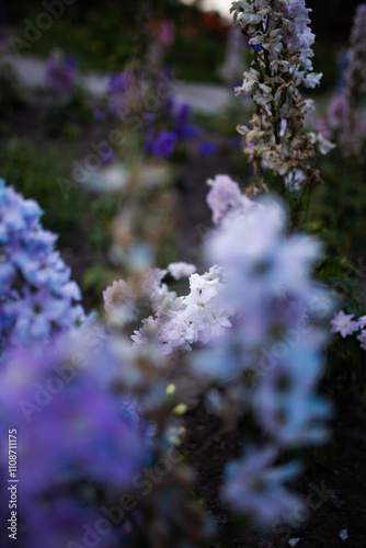 Blue and purple delphinium in the garden outside.
