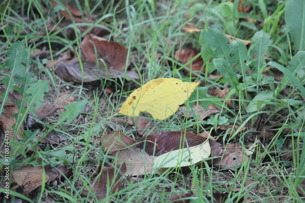 Image of fallen leaves on the Daecheongcheon walking trail
Image of fallen leaves on the Daecheongcheon walking trail
