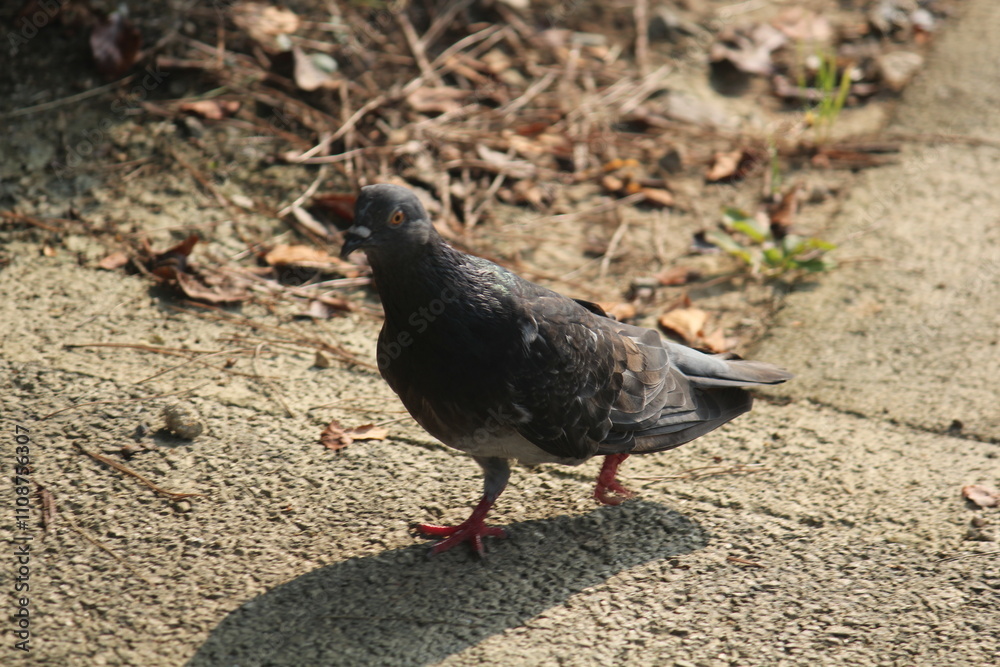 Image of pigeons searching for food on the Daecheongcheon trail
Image of pigeons searching for food on the Daecheongcheon trail