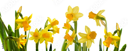 closeup on beautiful yellow daffodils blooming on white background