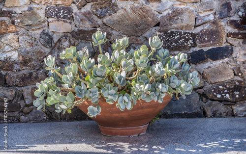 succulents plant in pot on a wooden terrace and stoned wall background