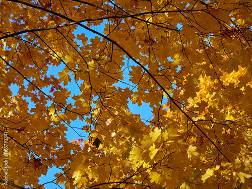 Yellow Autumn background or texture. Bright maple leaves as backdrop and texture