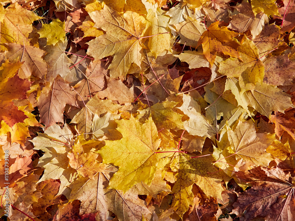Yellow Autumn background or texture. Bright maple leaves as backdrop and texture Yellow Autumn background or texture. Bright maple leaves as backdrop and texture