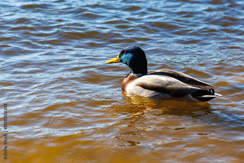 Fototapeta premium young ducks and drakes in lake with blue dark background with sun rays