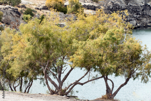 Tamariks at the Lake Acigol (lit means bitter lake), a volcanic maar lake in a crater formed by an explosion in the volcanic area in the southeast of Karacadağ in Karapınar district of Konya province. photo