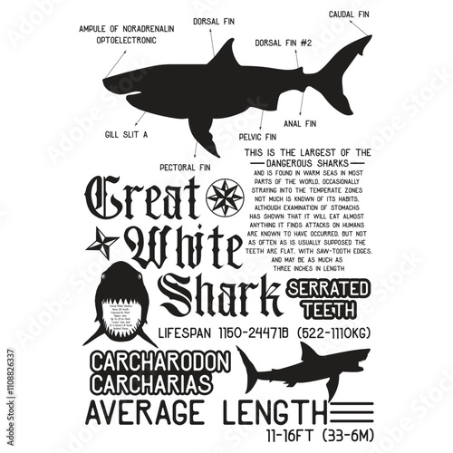 Great White Shark Anatomy , Marine Biologist