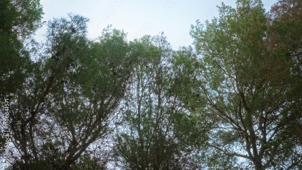 Fototapeta premium Trees with lush green foliage forming a canopy against a clear blue sky in an outdoor setting.