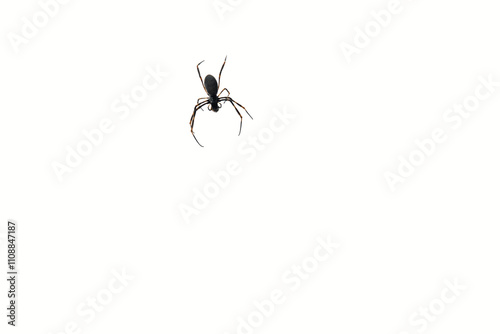 Spider on transparent background