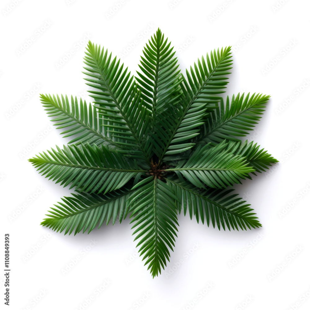 Lush green fern plant, top view. Lush green fern plant, top view.