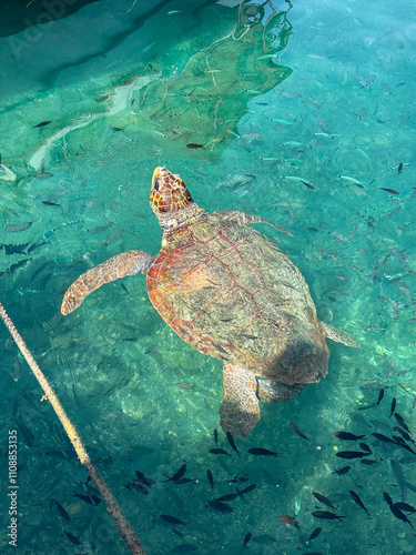 Wildlife turtle Greece