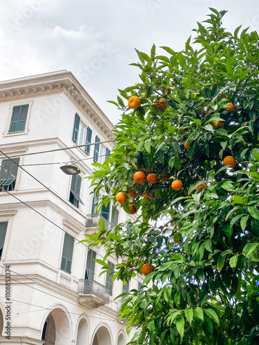 Orange tree