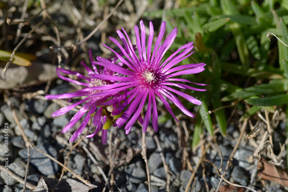 Obraz premium マツバギク