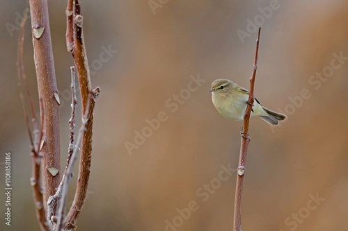 Chiffchaff - Phylloscopus collybita, Greece 