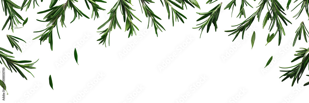 Fototapeta premium Green Pine Branches with Falling Leaves Background Isolated on transparent background