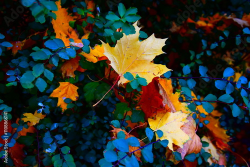 res leaves photo