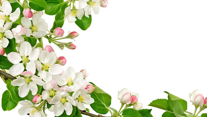 Blossoming branch of apple tree flower on a white background.AI GENERATED