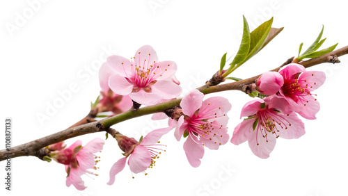 pink flowers in watercolor collection, spring flowers blooming on a white background.AI GENERATED