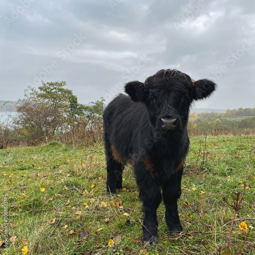 young Highland cattle
