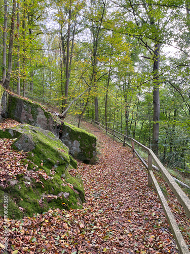 path in the woods