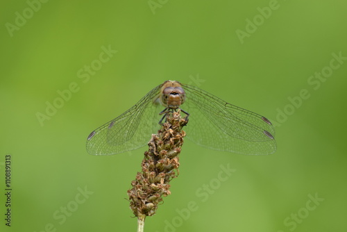 Closeup shot of a dragonfly sitting on a grasstop photo