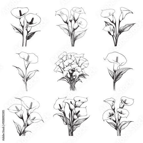 Set of Calla Lily vector illustrations - hand drawn Calla Lily - black and white Calla Lily isolated on white background