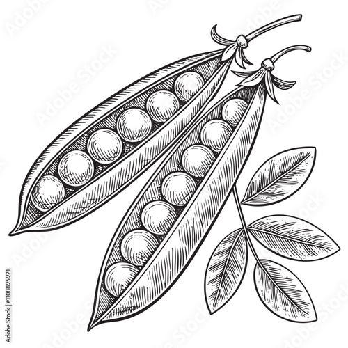 peas sketch engraving drawing vector illustration