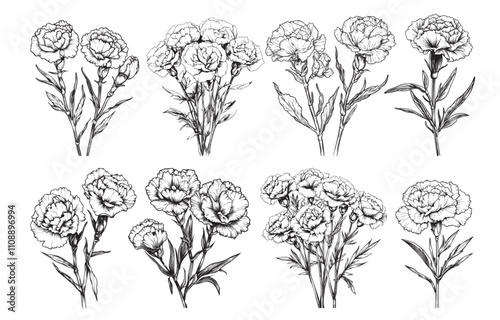 Set of carnation vector illustrations - hand drawn carnation - black and white carnation isolated on white background