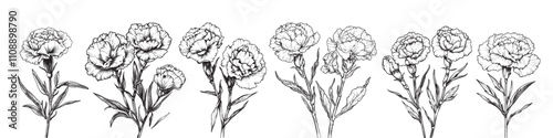 Carnation vector illustrations - hand drawn carnation - black and white carnation isolated on white background	
