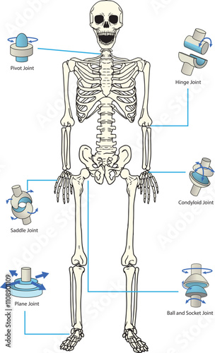 Types of Joints diagram