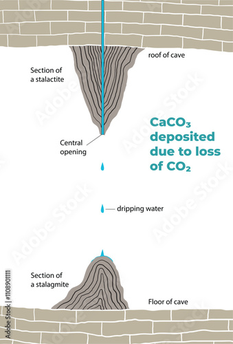 Illustration of stalagmite and stalactite section