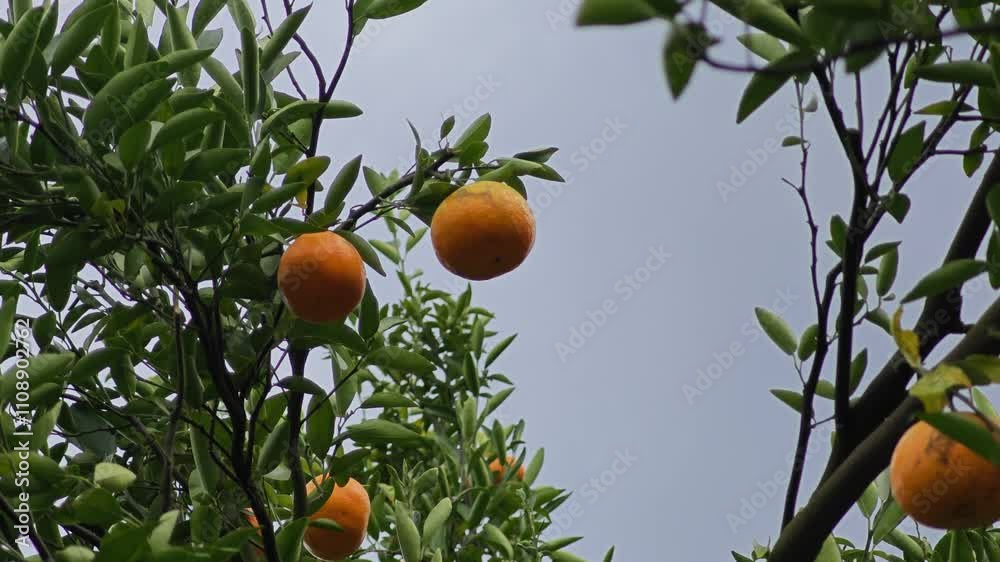 oranges on a branch with green leaves on tree
oranges on a branch with green leaves on tree