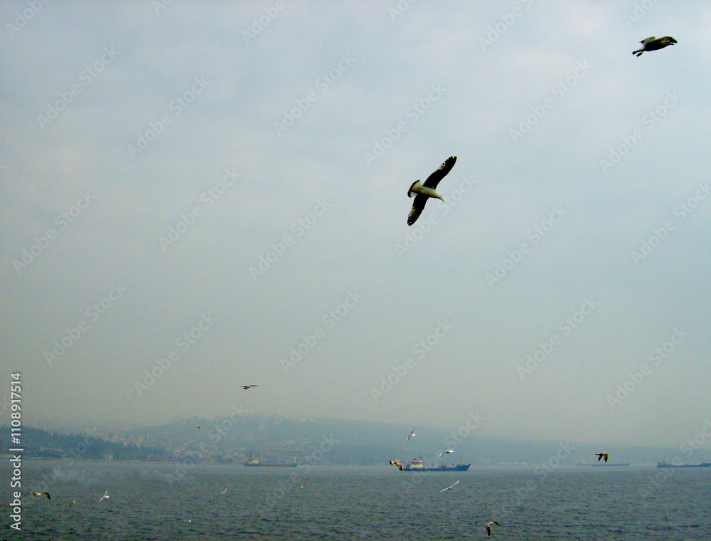 Fototapeta premium A Seagull Flying Alone in the Sky